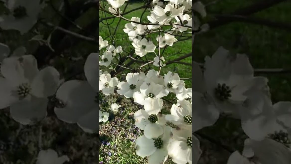 Flowering Spring Dogwoods 360° | MHJ Garden Design Flowering Spring Dogwoods 360° | MHJ Garden Design