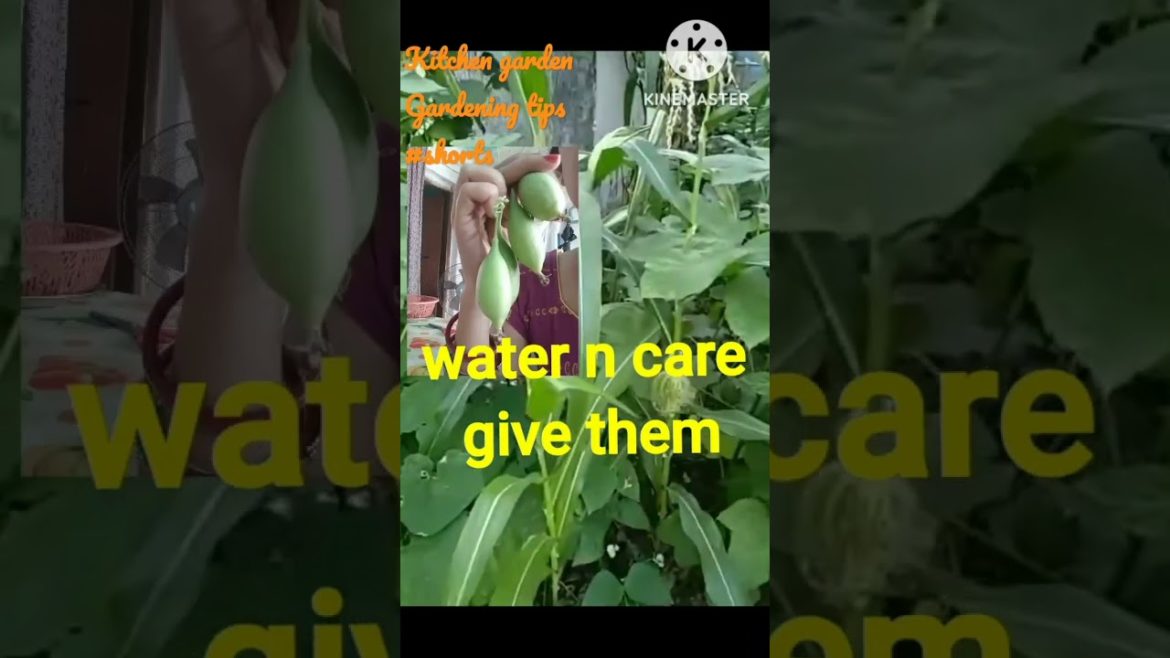 kitchen garden|gardening tips|gardening ideas|garden up|how to garden|garden|Mai hu Rashmi#ytshorts