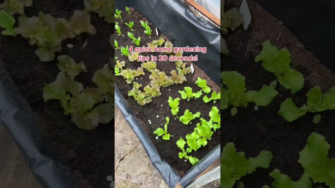 4 quick home gardening tips in 20 seconds! 4 quick home gardening tips in 20 seconds!