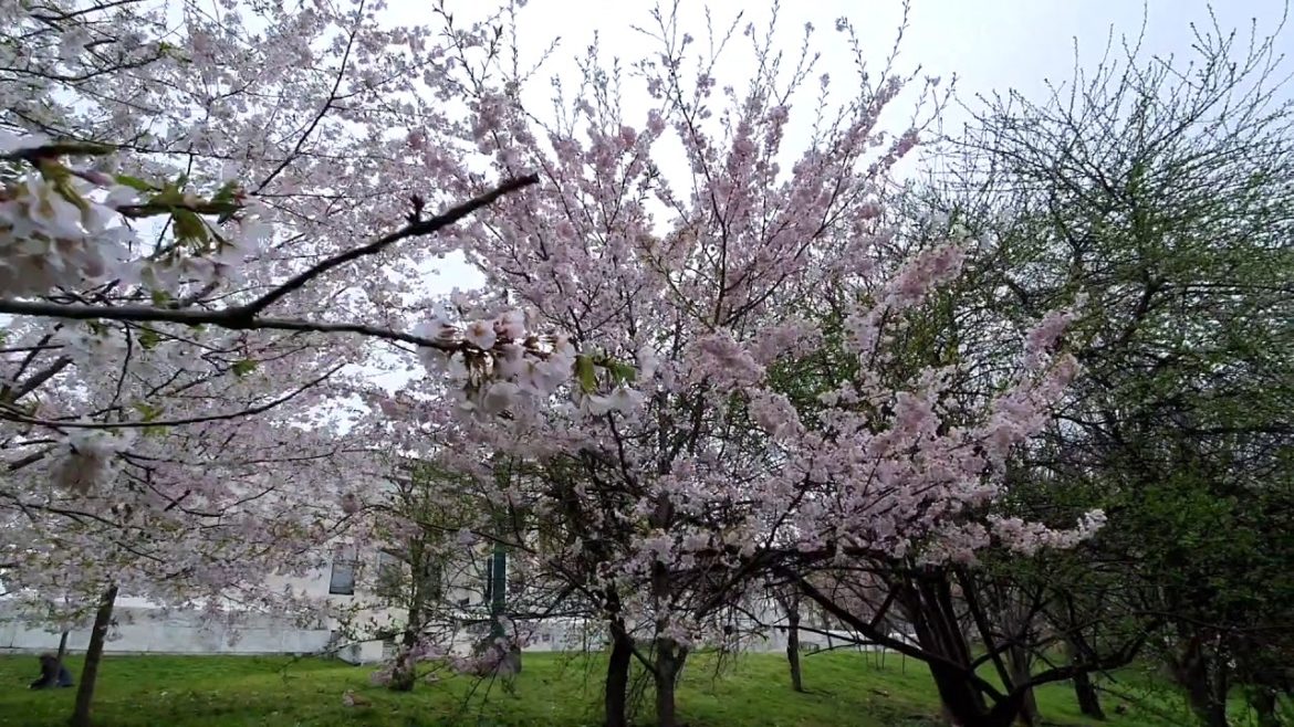 Japanese Garden Virtual Walk | May 3, 2020