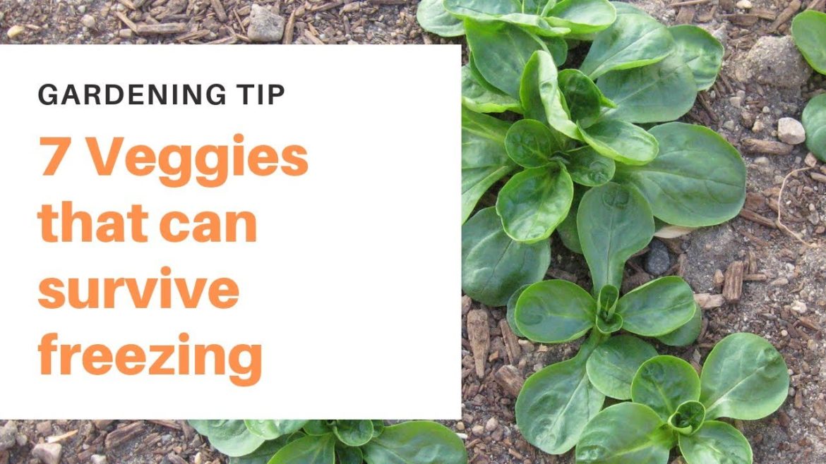 7 Vegetables that can survive freezing 7 Vegetables that can survive freezing