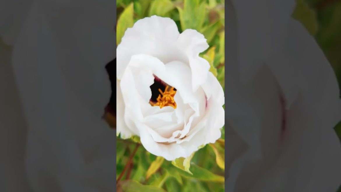 Japanese Garden in Moscow