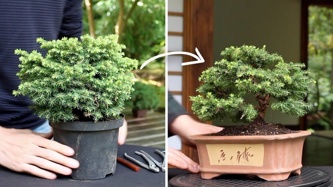 How to make a Bonsai tree How to make a Bonsai tree
