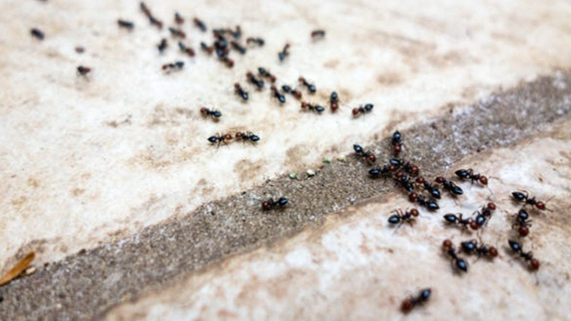 6 Ways To Get Rid Of Ants Without Using Pesticide - Gardening Tips