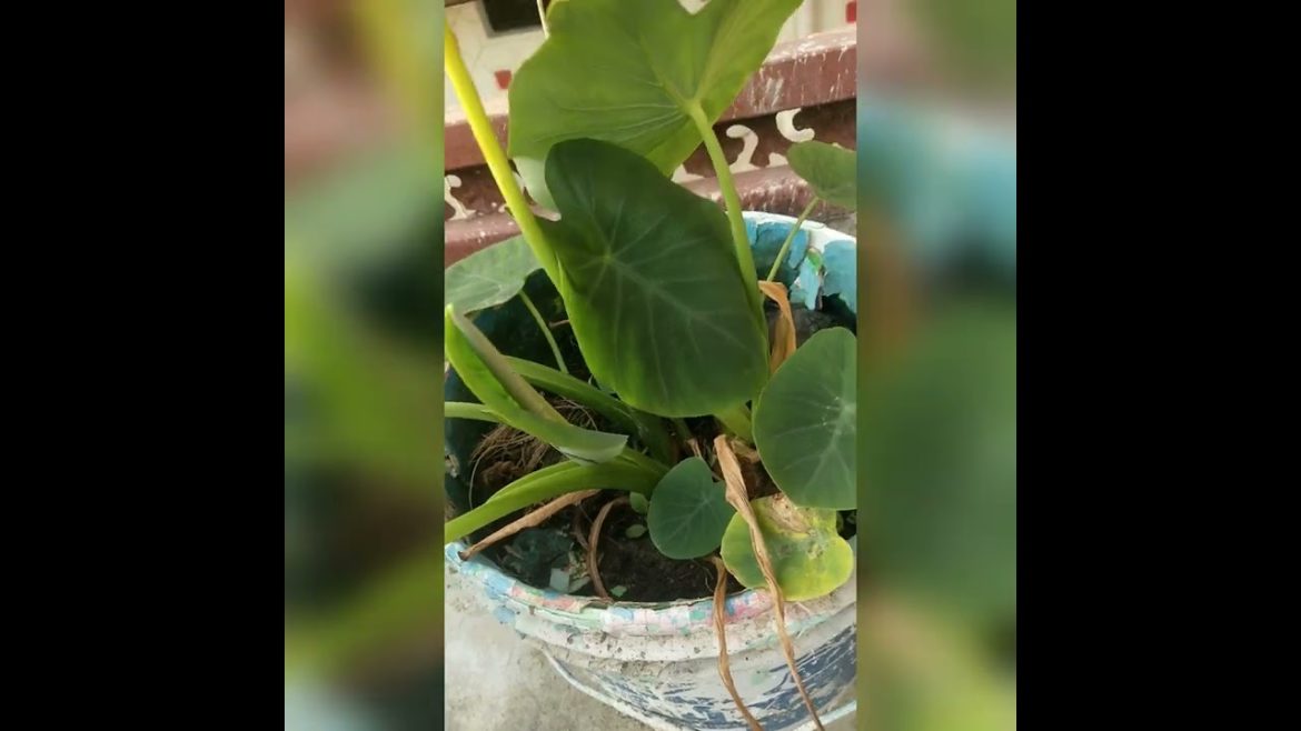 गमले में अरबी उगाए, छत को हरी भरी बनाये।।#Terrace Garden Tips with Gyanu