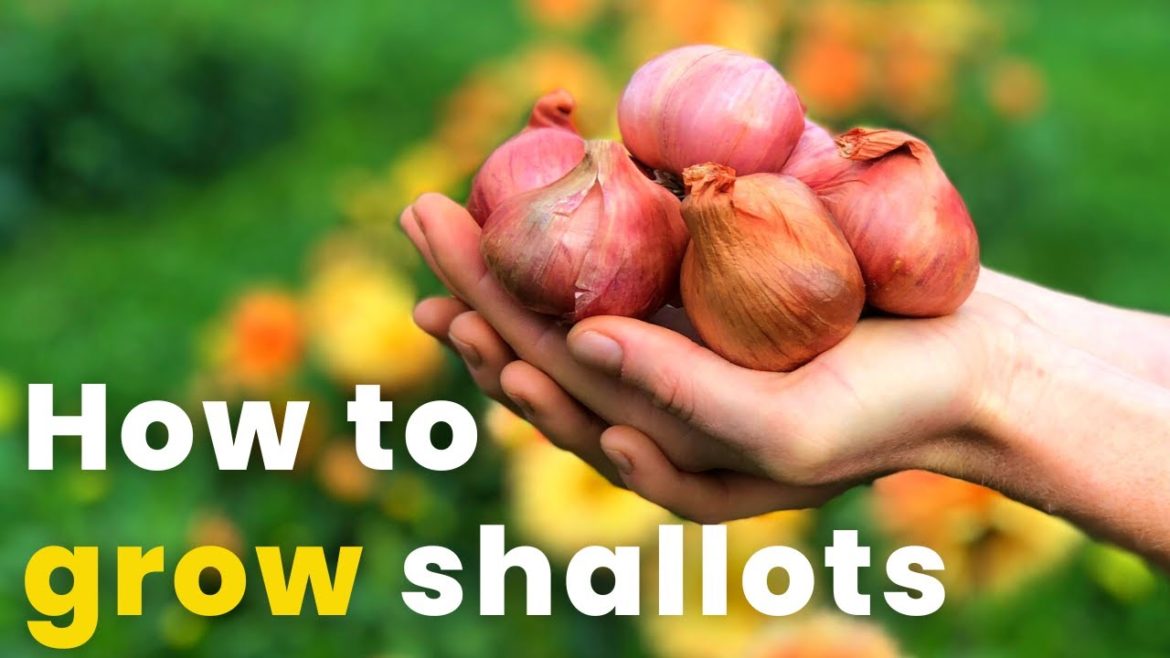 How to grow shallots from bulbs