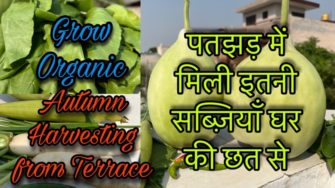 Autumn Harvesting from Terrace || Organic Vegetables Harvesting || Harvesting Video || Gardening