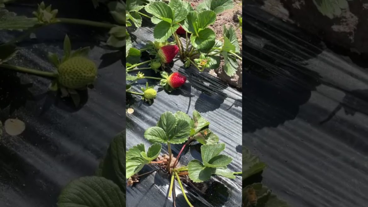 he DROPPED it 😭*emotional*