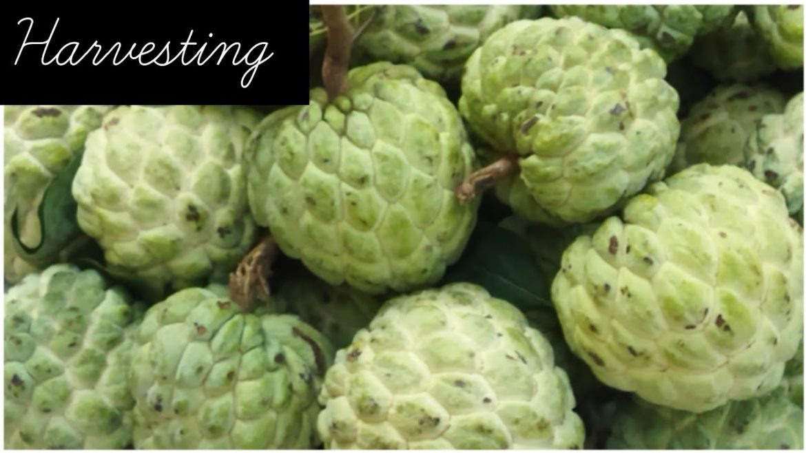 सीताफल #custard apple#harvesting my backyard garden#best compost# & care tips @madhuri's garden