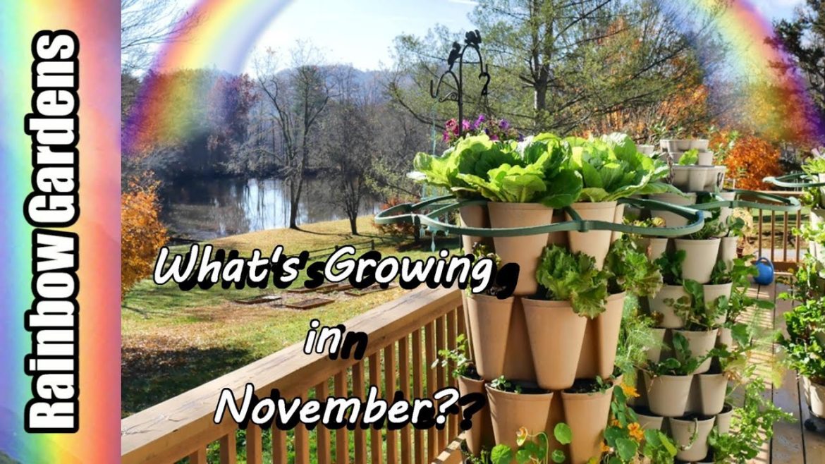 What's Growing in November? Harvest Sweet Potatoes, Fennel, More!