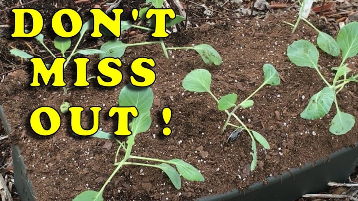 LATE FALL GARDENING- WHAT TO PLANT AND HOW TO FERTILIZE #earthbox #fallgardening LATE FALL GARDENING- WHAT TO PLANT AND HOW TO FERTILIZE #earthbox #fallgardening