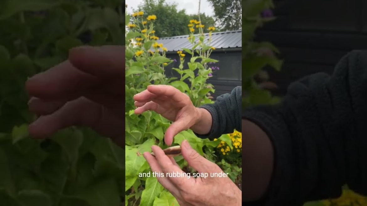 Top Tip: How to Keep Your Nails Clean when Gardening! #shorts #gardeningtips #gardeningideas Top Tip: How to Keep Your Nails Clean when Gardening! #shorts #gardeningtips #gardeningideas