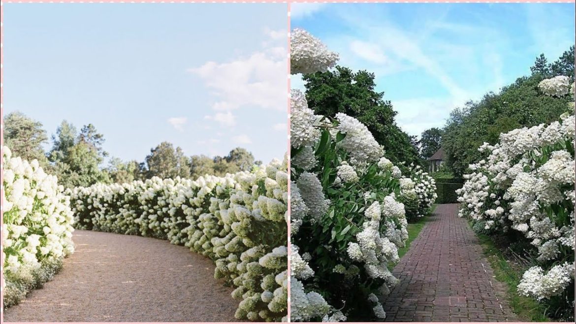 Amazing and Beautiful Green and White Garden design and ideas