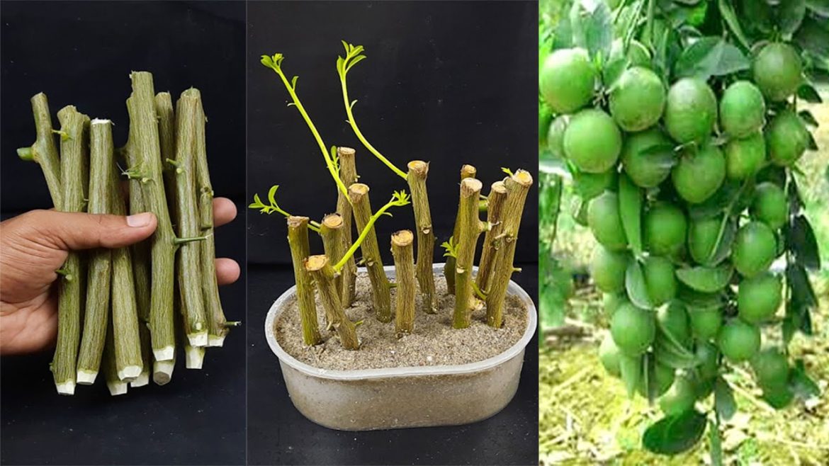 How to propagate lemon tree from cuttings || lemon tree cuttings easy method