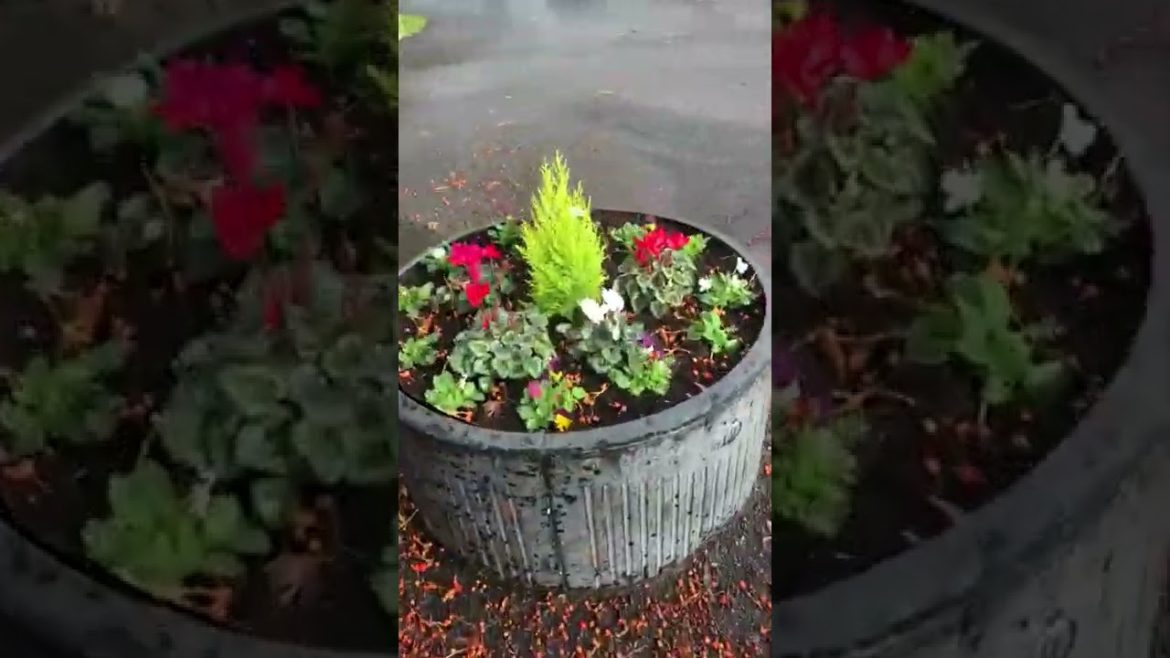 November Tips with the Quarantine Gardener