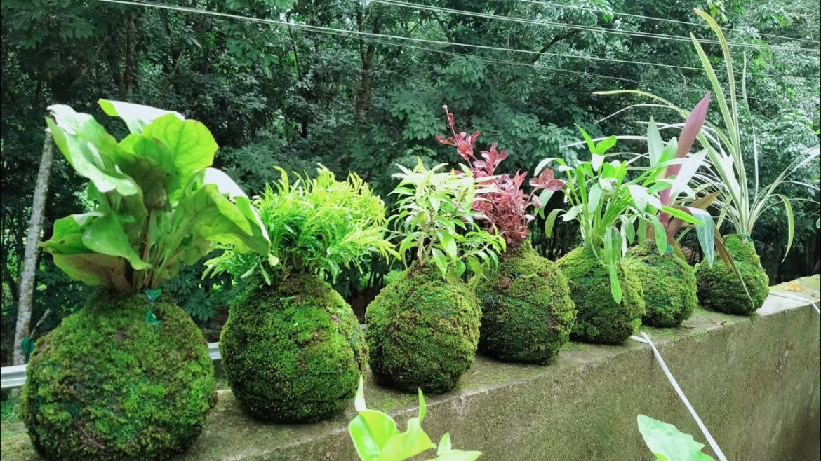 easy Japanese kokedama/mossball/5minute gardening ideas/plantball/diy