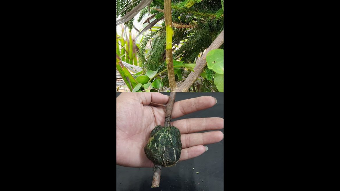 Easy Way To Air Layering Bougainvillea Flower - Best Way To Air Layering Bougainvillea#Shorts