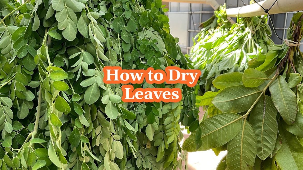 How to Dry Herbs & Leaves for Cooking and Other Uses Without Using a Dehydrator How to Dry Herbs & Leaves for Cooking and Other Uses Without Using a Dehydrator