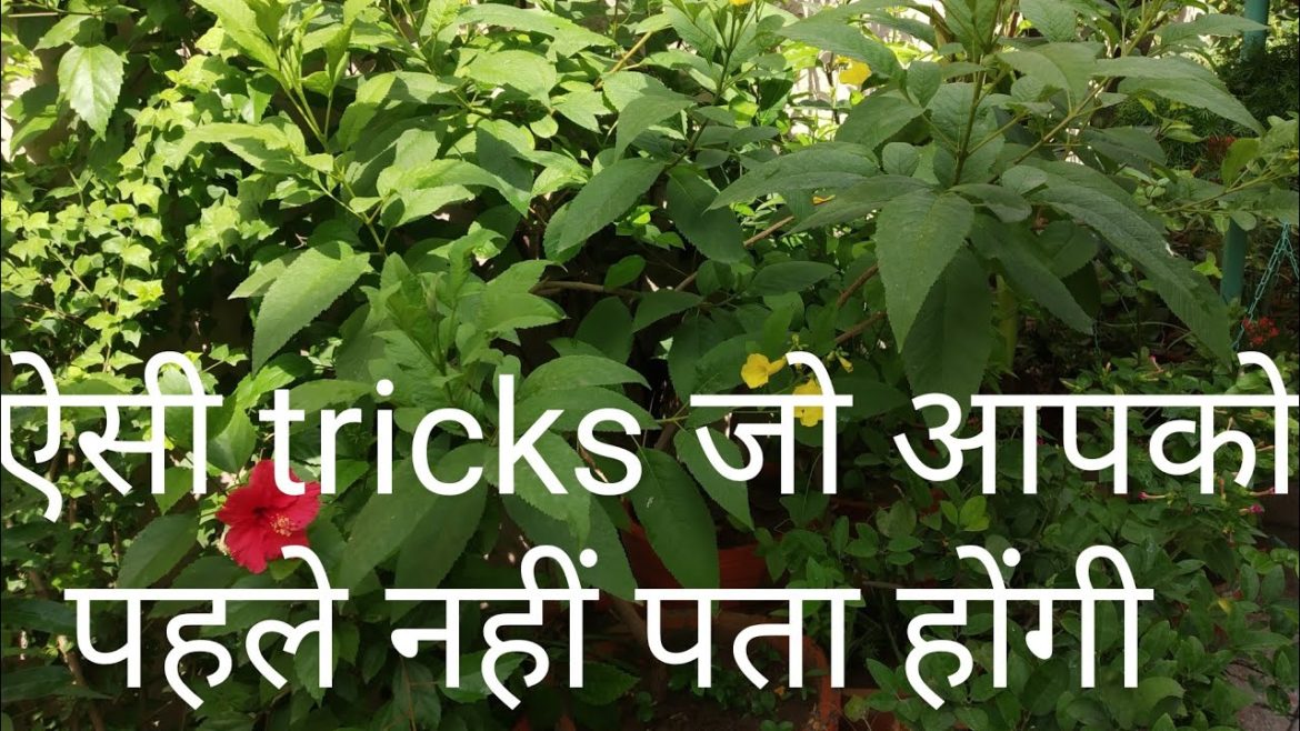 Simple gardening hacks for plant lovers / gardening tips for beginners Simple gardening hacks for plant lovers / gardening tips for beginners