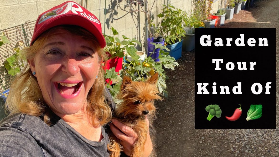 Fall Food Garden Tour Vegetable Gardening 🍅 Growing Zucchini Tomatoes Peppers Kale Broccoli Herbs