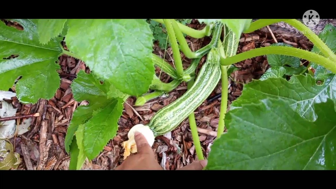 Shedwars21: July 1 New Gardener Tips | Why Is My Squash Rotting Off? (Remedy)