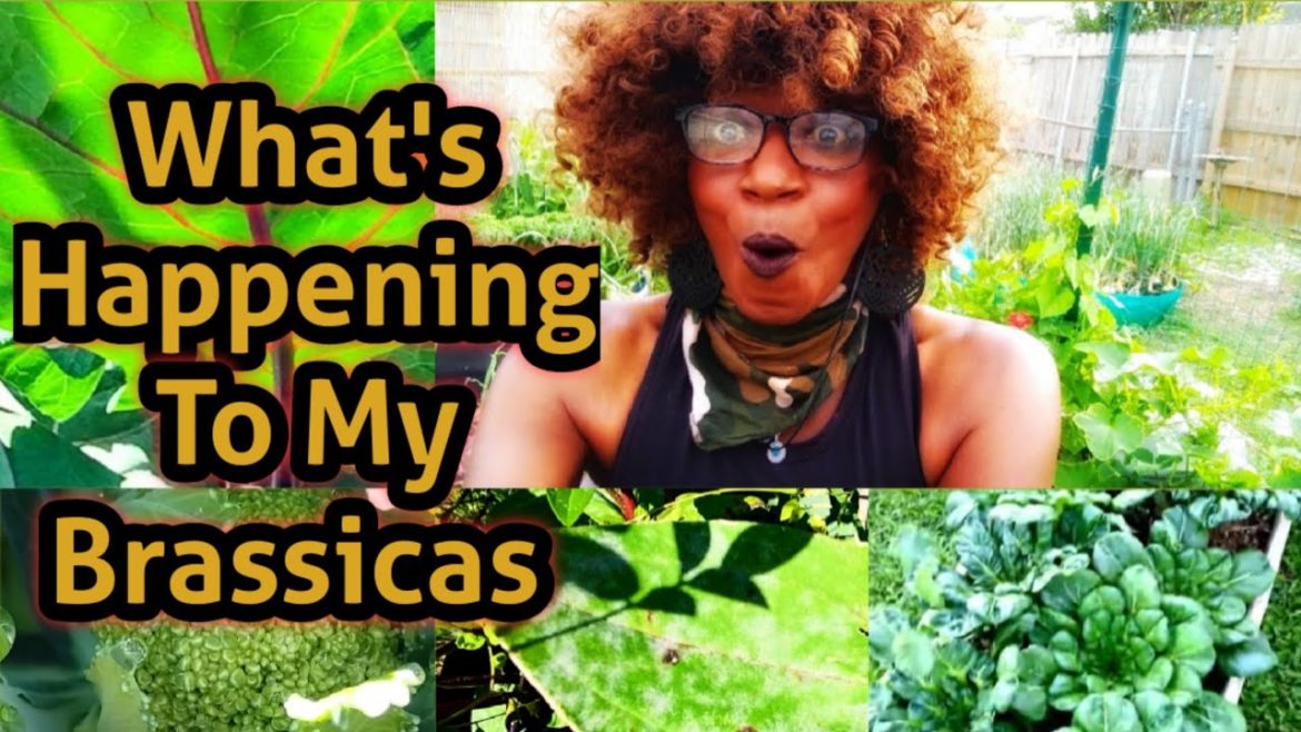 What's Happening to My Brassicas ,⁉️