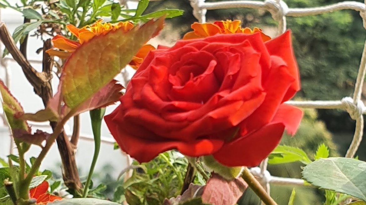 Gardening Tips🌱flowering plants🌼Balcony garden