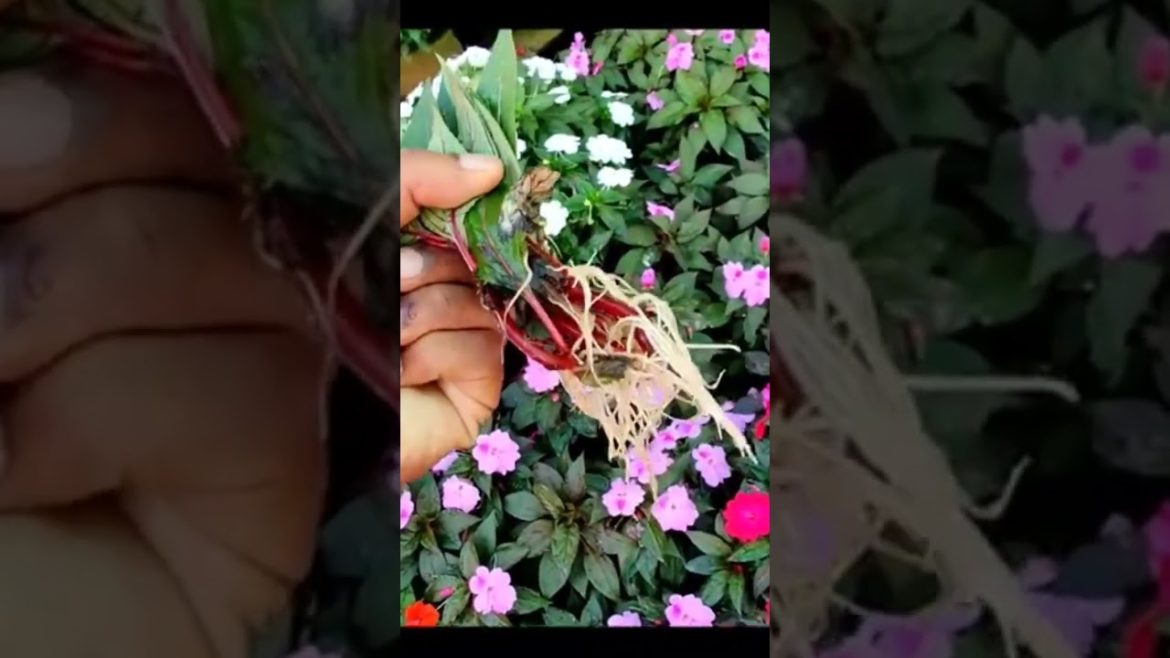 #shorts  Chinese balsam easy propagation || Tips