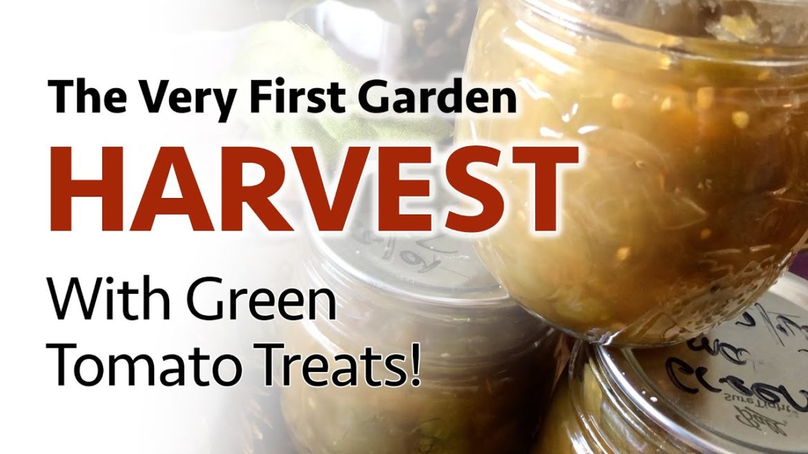 Yummy Green Tomato Treats, Garden Veg Harvest, and #FIGS Yummy Green Tomato Treats, Garden Veg Harvest, and #FIGS