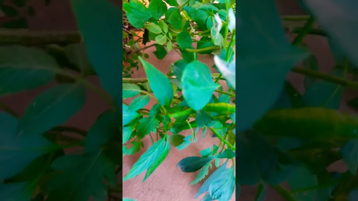 Simple Terrace garden plants | Green chilli plant at home | #shorts | DIN Tips