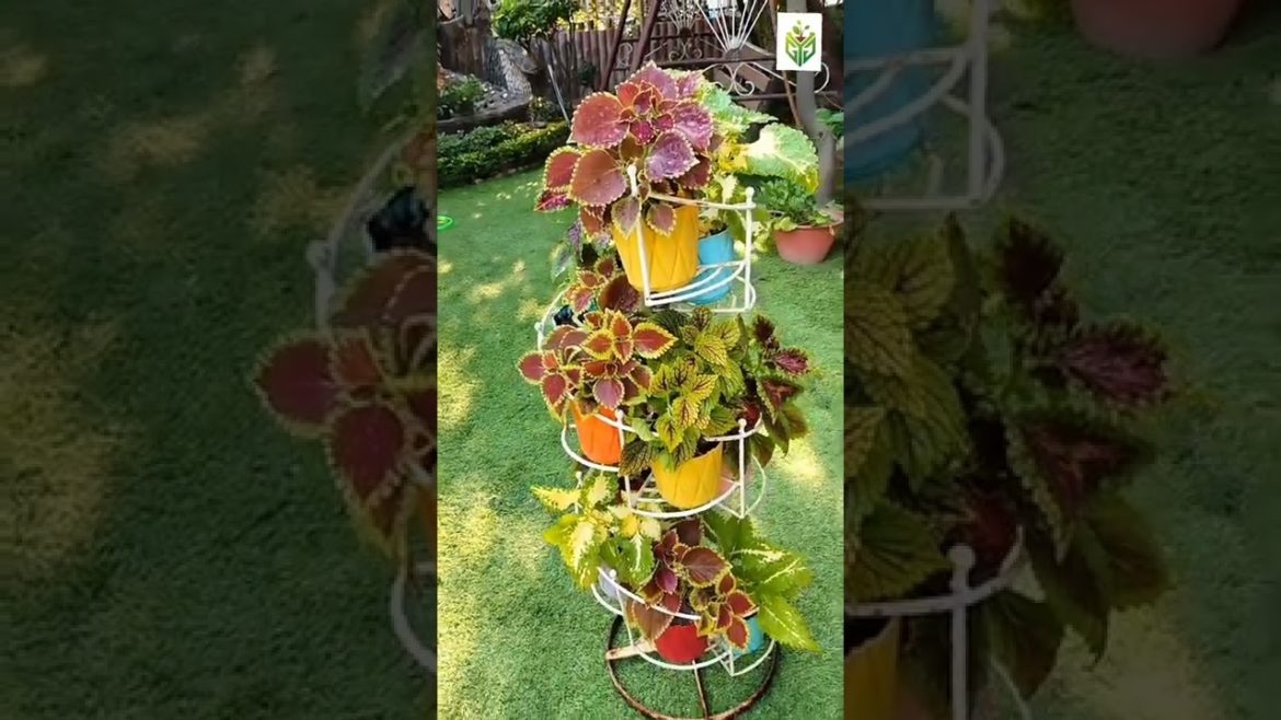 Home garden design by GYG #shorts #homegarden