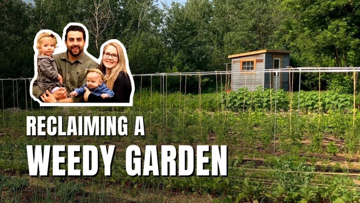 Member Spotlight: Reclaiming a Weedy Garden Member Spotlight: Reclaiming a Weedy Garden