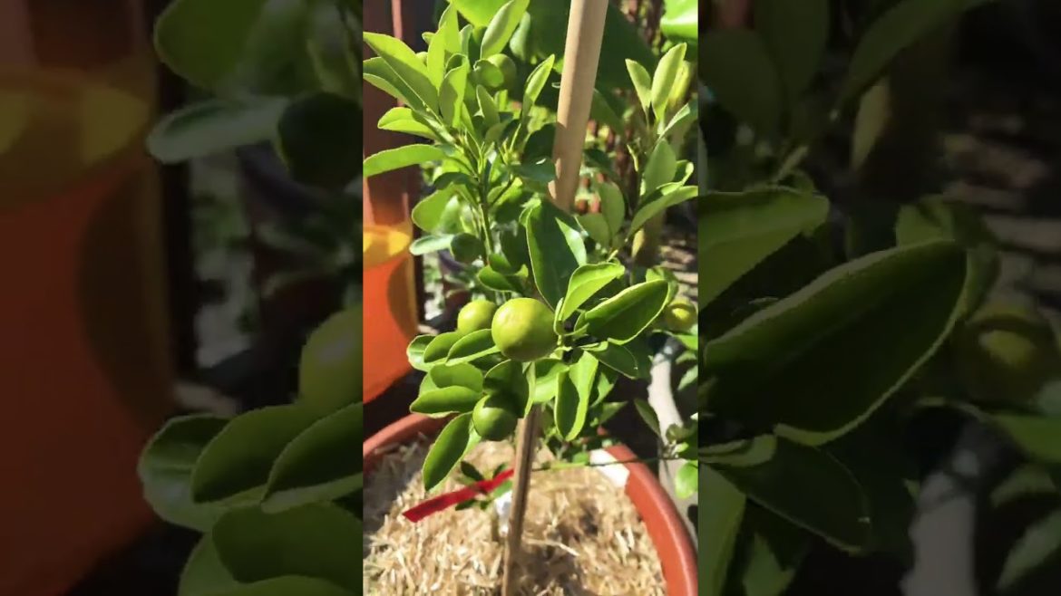 🍊#zone5 #Growing calamondin #tiny orange #citrus #gardening
