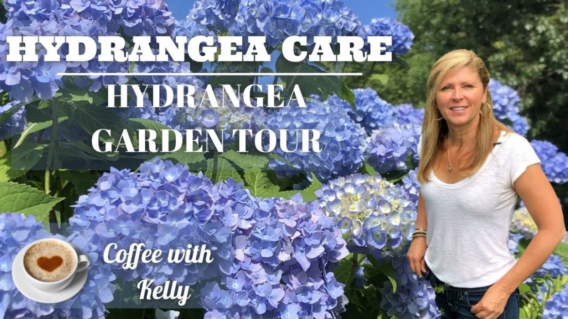 HYDRANGEA CARE - HYDRANGEA GARDEN TOUR