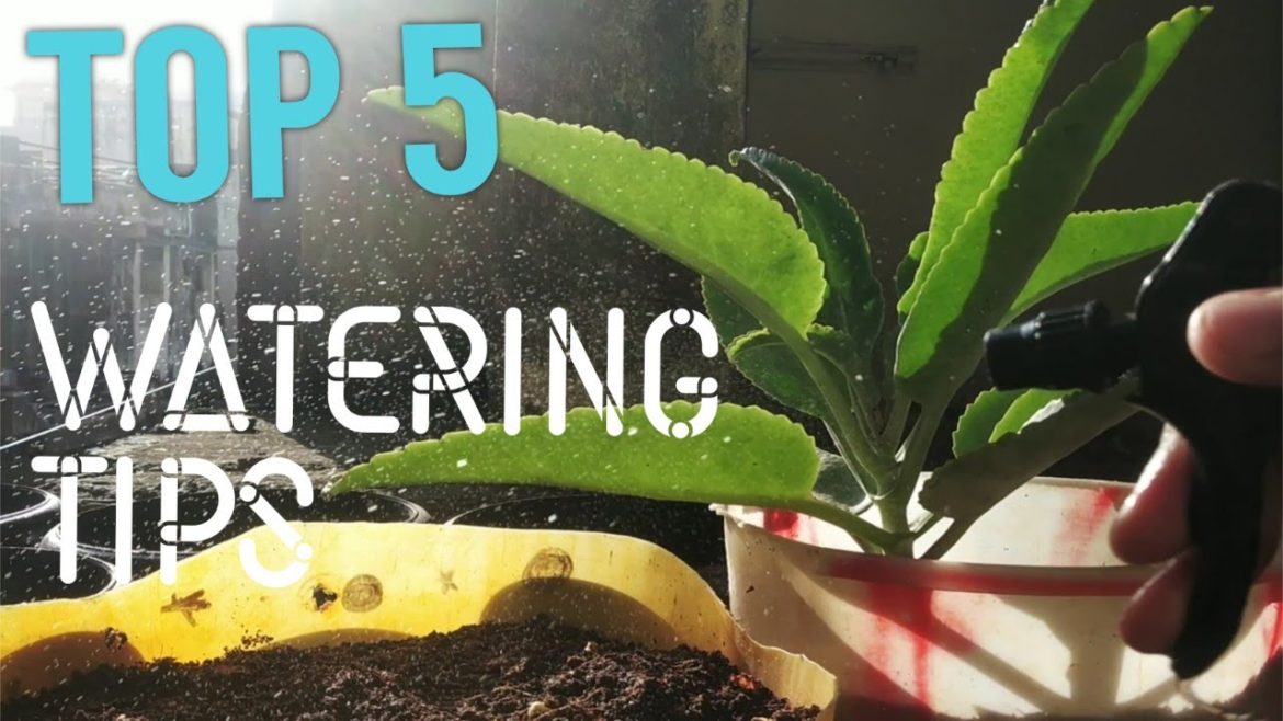 TOP 5 watering tips with bonuses | Gardener the young |how to water your plants|beginners guide TOP 5 watering tips with bonuses | Gardener the young |how to water your plants|beginners guide