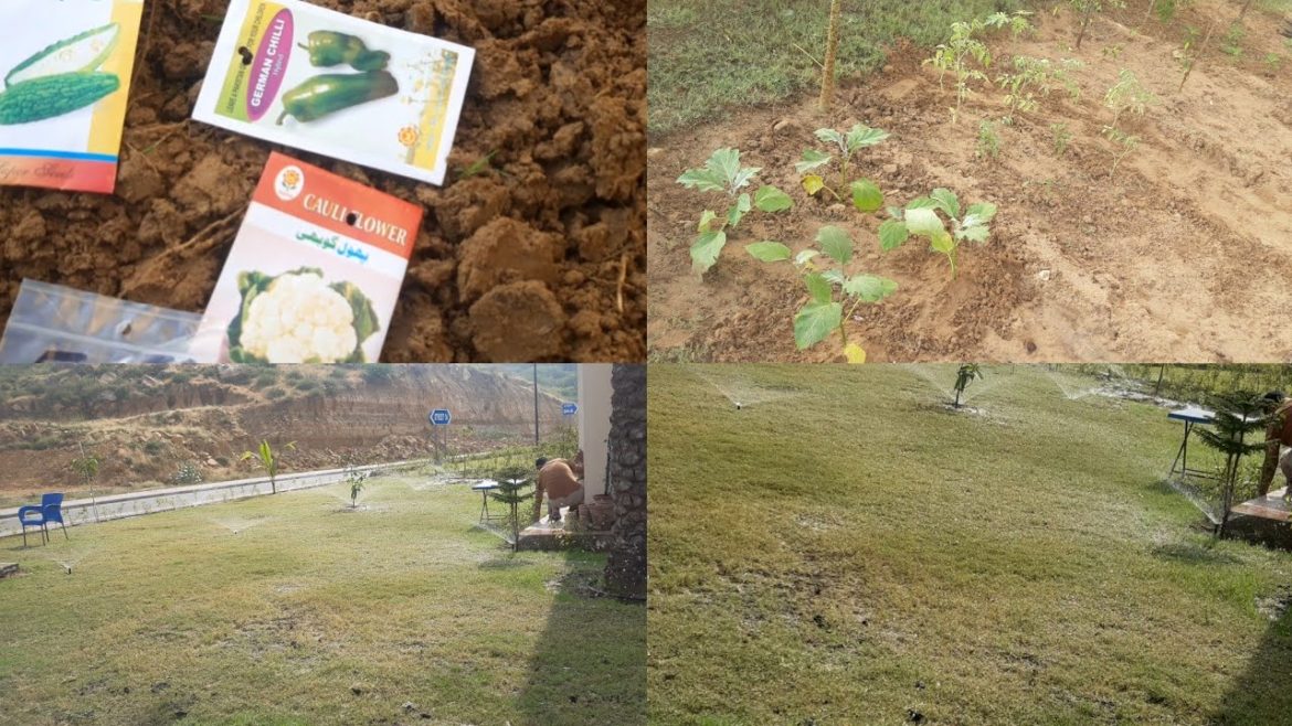 Our Vegetable & Fruit Garden in Bahria Town Karachi 😋 #bahriatownkarachi #gardening#vegetables