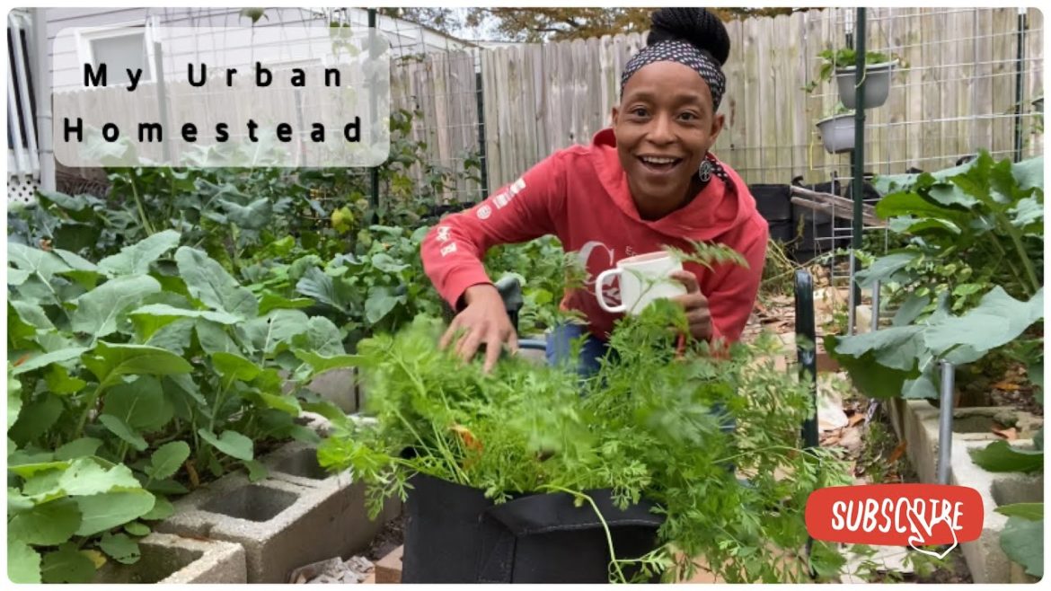 Kinda Like A Day In The Life | Self, Animal and Garden Care