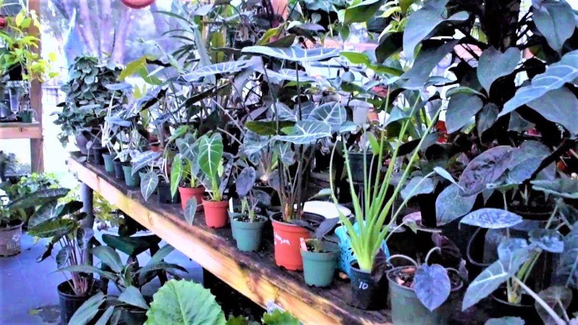 New Stock Of Alocasia, Philodendron, and Food Forest Plants / EMU Issues New Stock Of Alocasia, Philodendron, and Food Forest Plants / EMU Issues