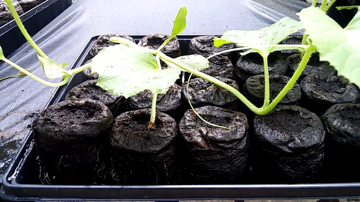 Raised Bed Garden plans and progress tour