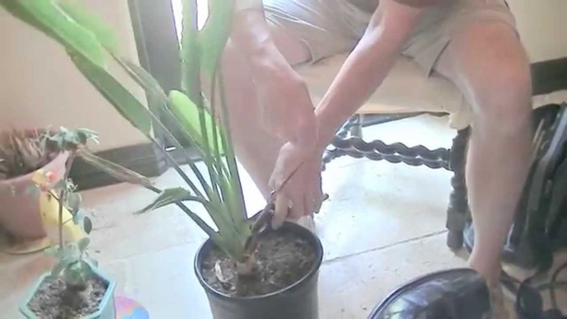 Francis The Gardener - TIP #1 - Using a Proper Pruner for Gardening