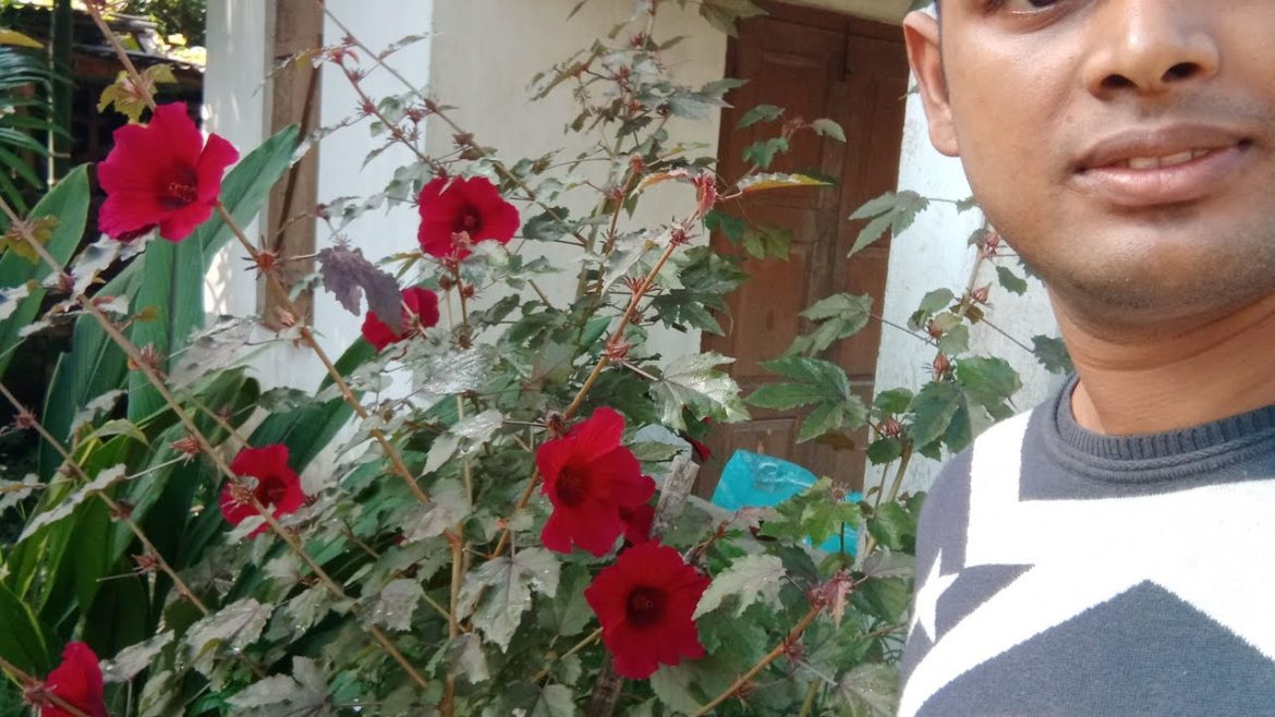 cranberry hibiscus leaves benefits, টেঙামৰা শাক, সাচেং টেঙা, নেষ্টা টেঙা, Gardening video