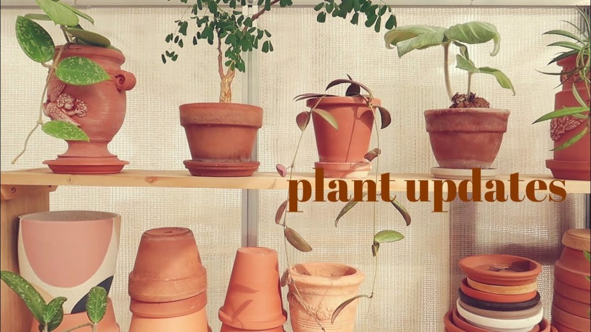 October Plant Updates & Favorites