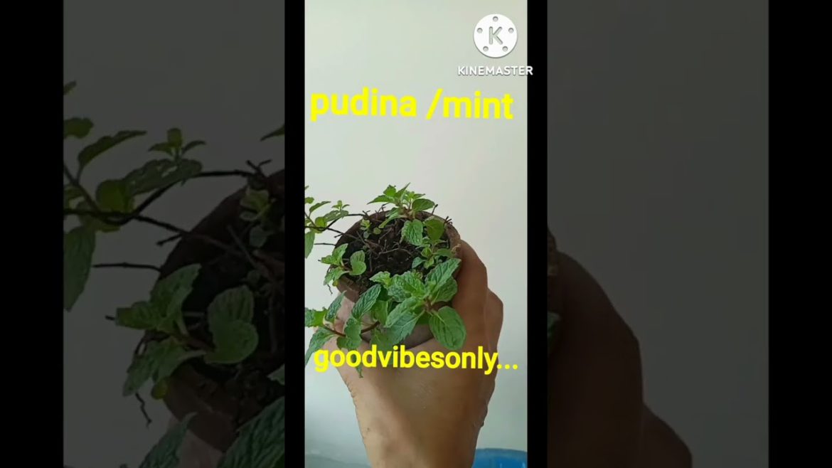 छोटे pots में चलने वाले plants|gardening tips |gardening ideas forhome|garden up|हमारी बगिया#shorts छोटे pots में चलने वाले plants|gardening tips |gardening ideas forhome|garden up|हमारी बगिया#shorts