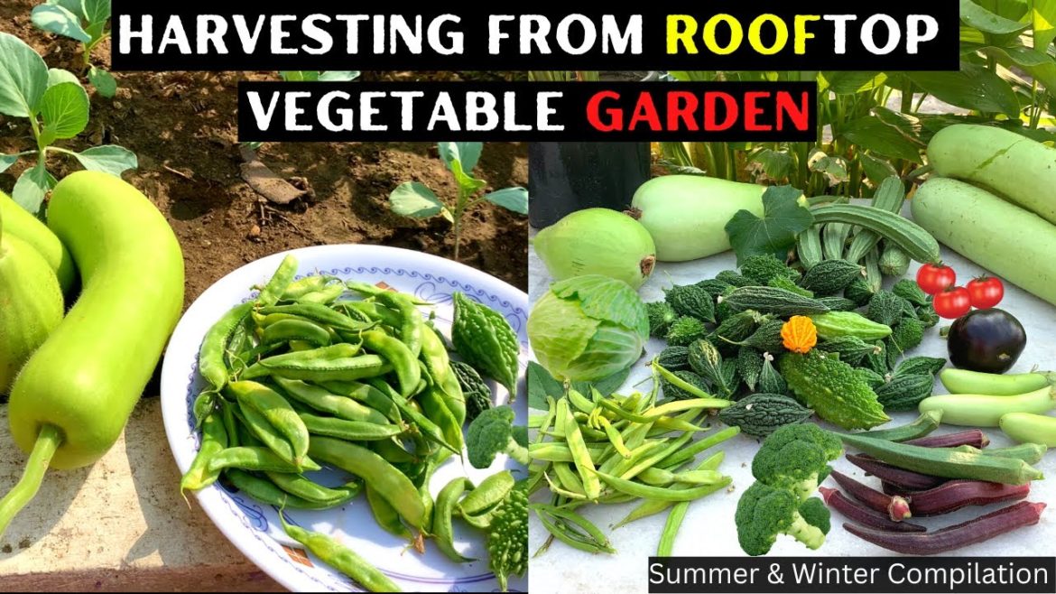 Harvesting From Rooftop Vegetable Garden @Sunny's Garden