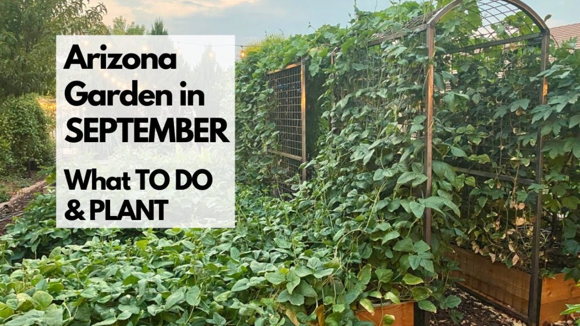 ARIZONA GARDEN in SEPTEMBER: What TO DO & PLANT – plus tips for FALL GARDENING ARIZONA GARDEN in SEPTEMBER: What TO DO & PLANT - plus tips for FALL GARDENING