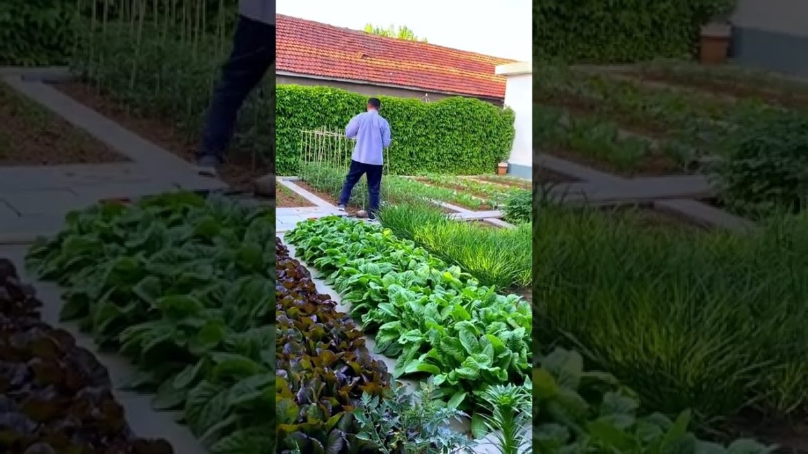 Life style garden vlog| idea sharing vegetalbe Life style garden vlog| idea sharing vegetalbe