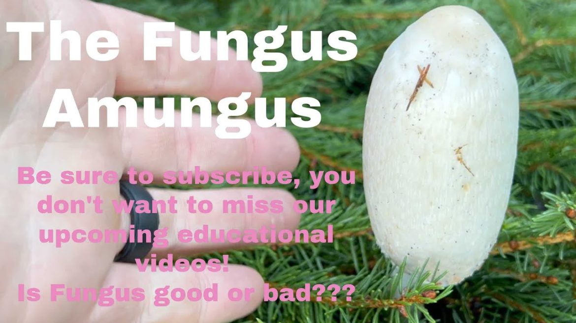 Jean Iseli Memorial Garden Walk 10-27-22, new conifer beds and hidden treasures.