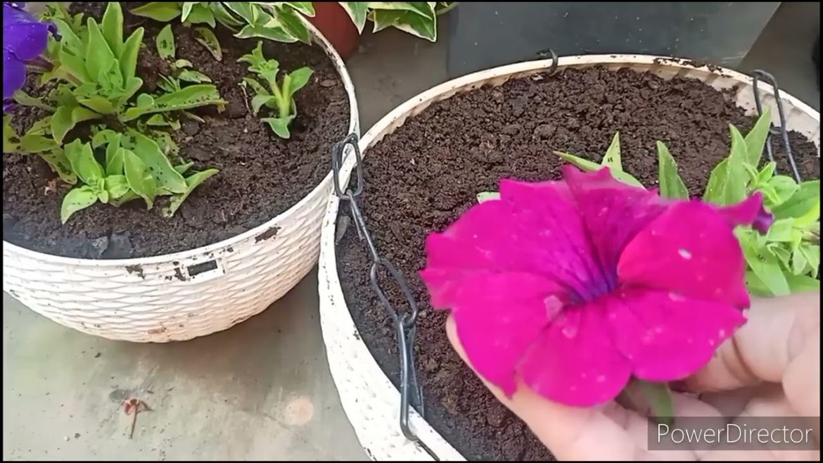 How to Pot winter plants//Right potting soil for pots & hanging baskets//Points to take care