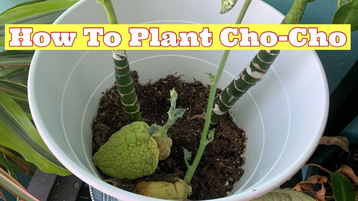How to plant Cho-Cho | South Florida Garden 10/29/22