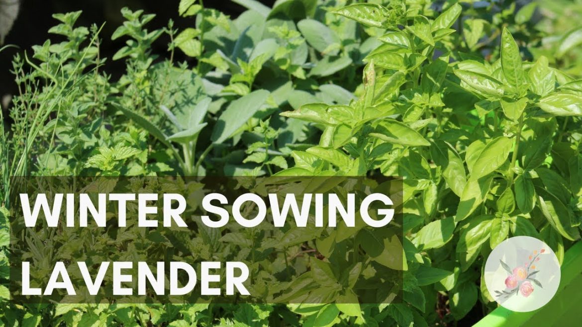 Winter Sowing Lavender - DIY Herb Container Gardening Cut Flower Farm Garden How Grow Flowers